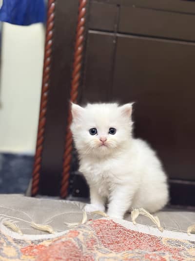 White Female Persion Cat | Triple coated | Liter Trained