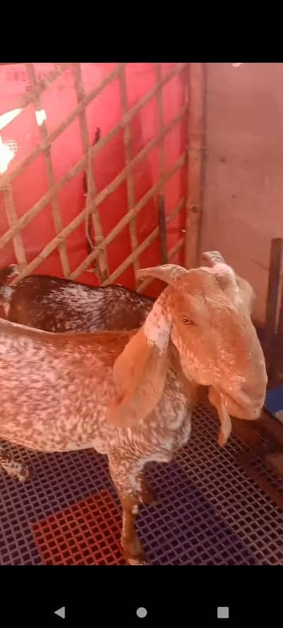 Only For Sale Maka chini Female VIP Hy.