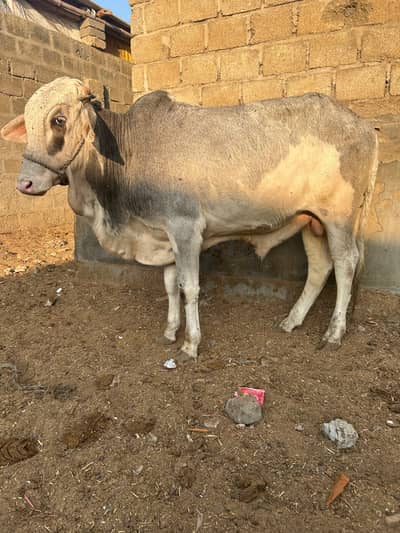 Gulabi bachra. Qurbani 2026