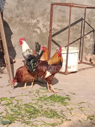 6 hen 3 cock