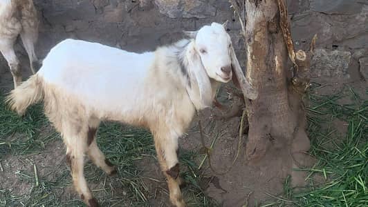 male ha abi khera qurbani tak donda ho jayga