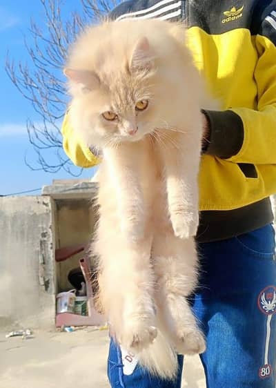Triple coated breeder Persian cat