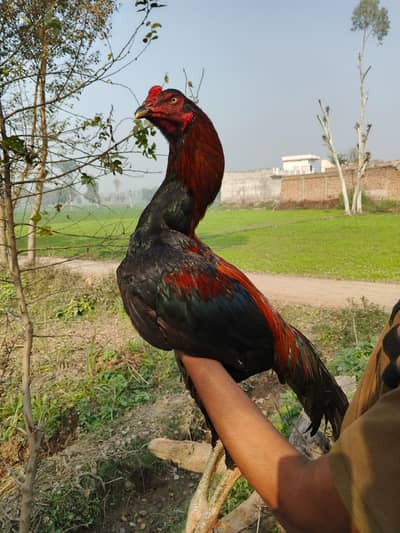 Thai pakoye,burmi ,pak, all bird 0302*42*27*215/03*14043*34*70 wats