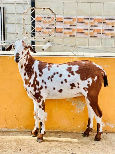 Hyderabadi tapra  2 dant kasii