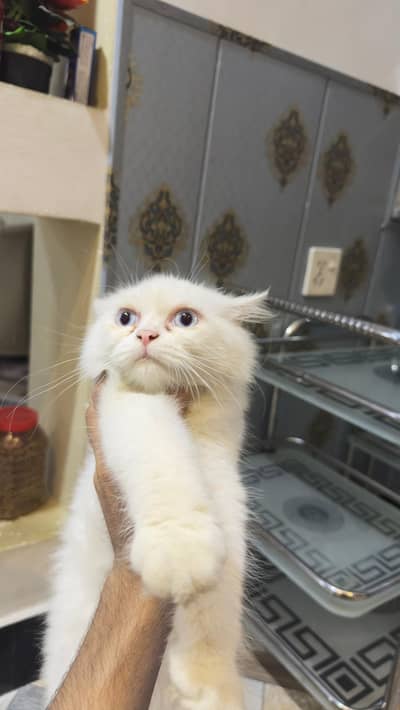 Persian Cat