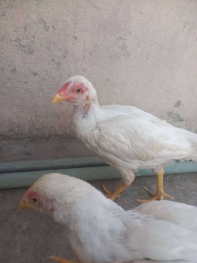 Aseel Heera pair 1 male