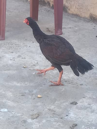 Aseel Heera pair 1 male