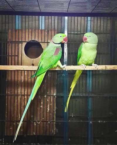 Raw parrot (confirm breeder pair)