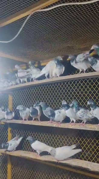 Mix Pigeons | Kabootar | white | کبوتر | Mix Pigeons For sale