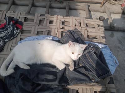 active and playful cat