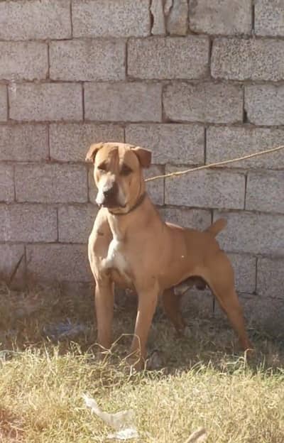 Pakistani bully blood line lunda ,