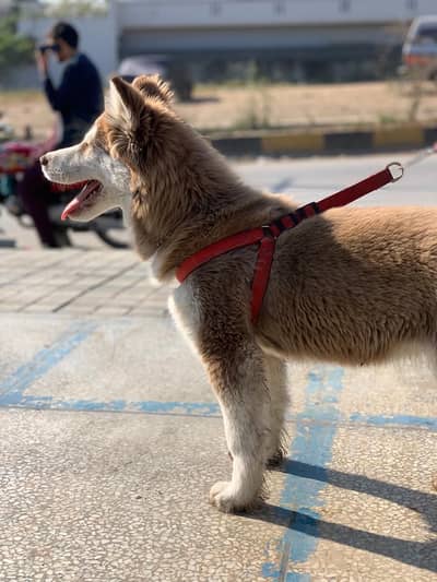 Siberian husky good looking
