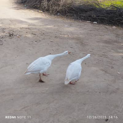 2 Ducks Male and Female