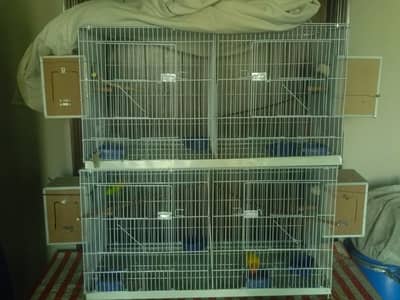 lovebirds with 2 portion cages 2x