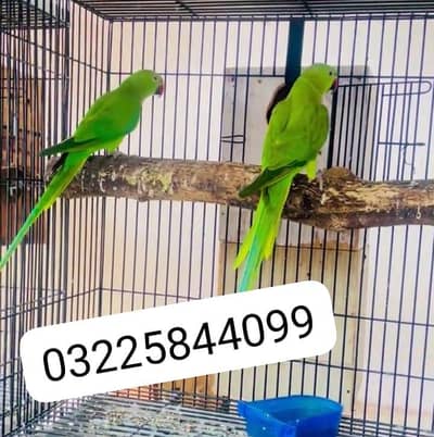 2 Mithu for sale (5000) 1 piece