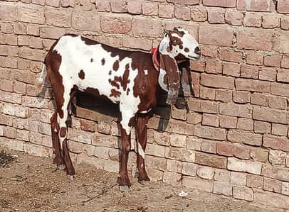 Goat | Bkri | Amratsari Goat | Nagra Betal | Goat / Bkri For Sale