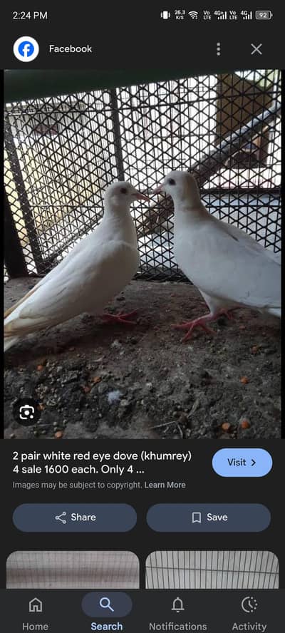 Khumry,Doves