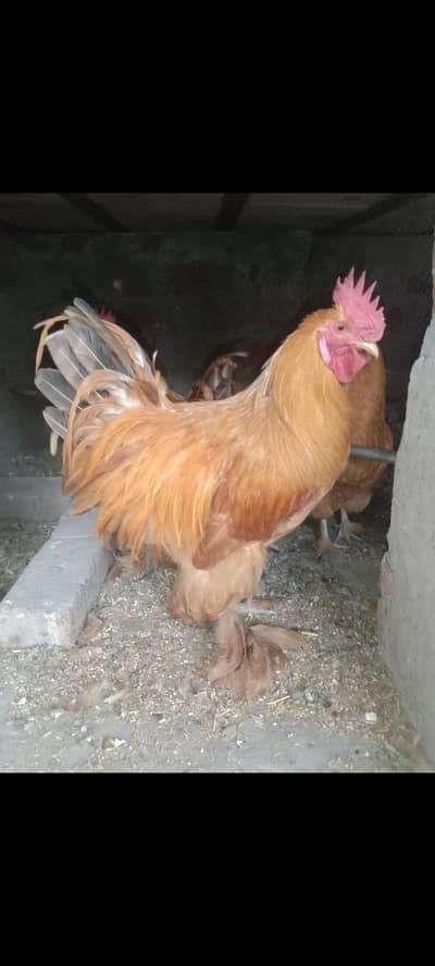 Golden heavy buff male for sale