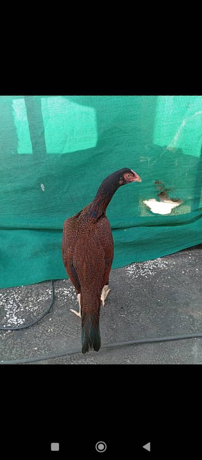 aseel hen/ amroha aseel