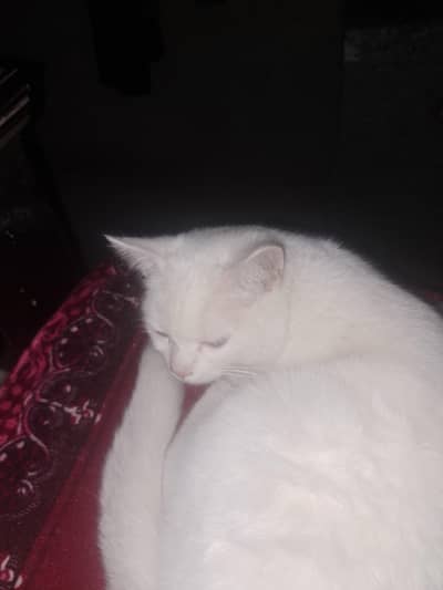 4 month old Persian baby male white colour both parents are vaccinated