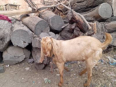 2 Dant ka breeder  Bakera Full active Sialkoti Desi Nasal