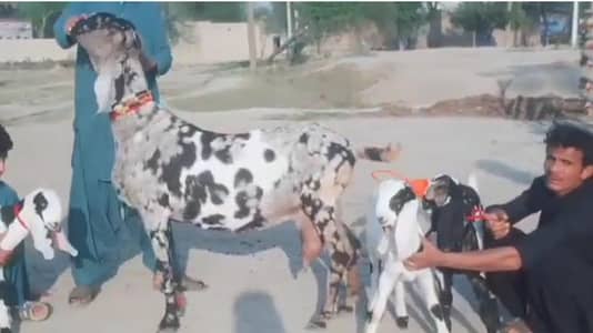 Desi Bakri for sale WhatsApp 0347,2094636