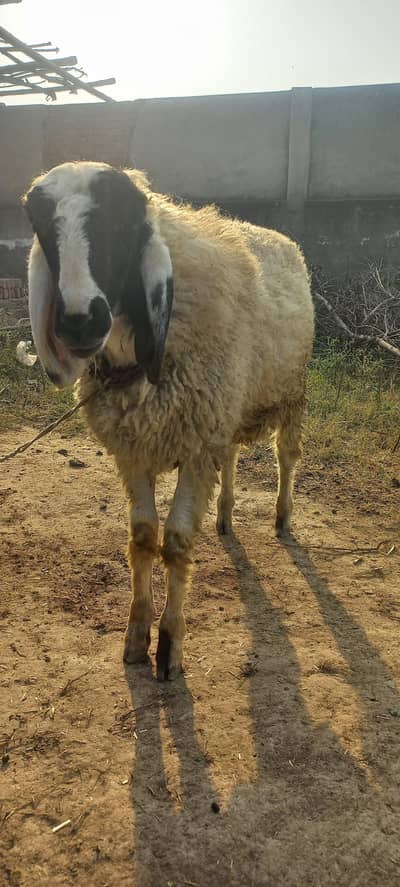 chatra avaliable for sale