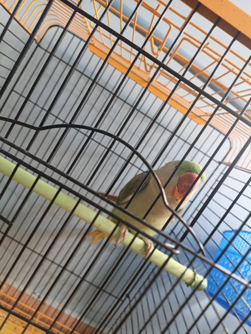parrot 1