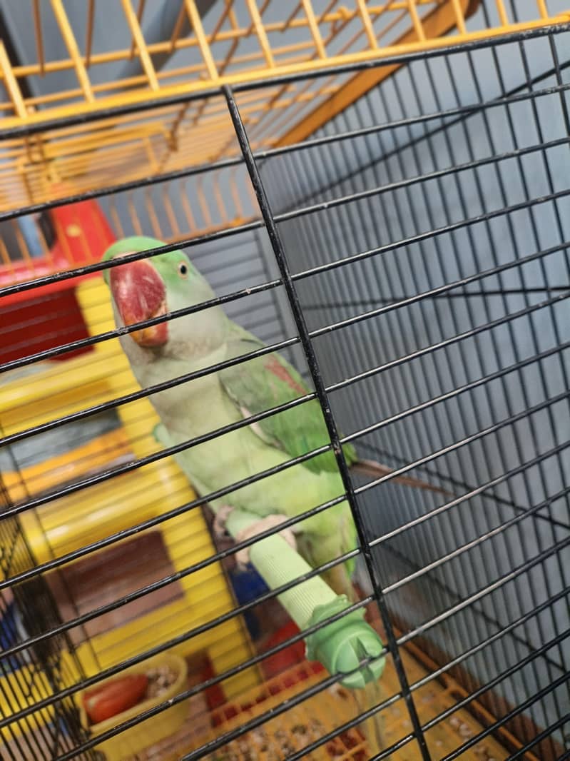 parrot 2