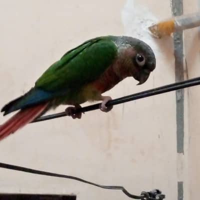 Fly tame and hand tame pineapple contour for sale