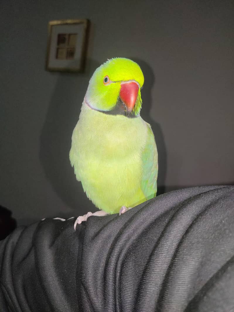 ringneck 6