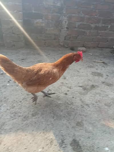 buhat achy ha urgent sale ha