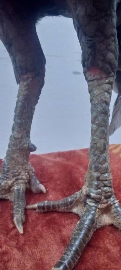 Aseel Thai madi para patha