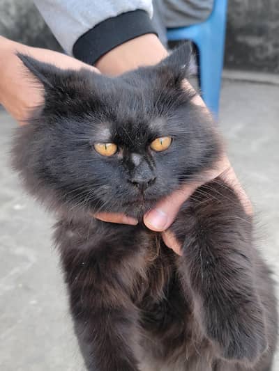 Persian Cat | black color