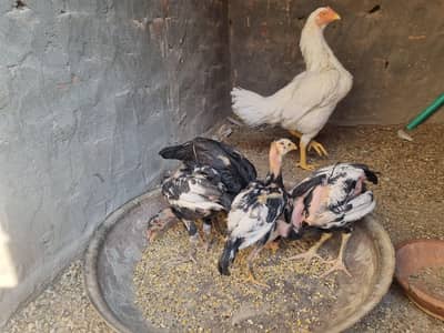 heera aseel and chicks for sale