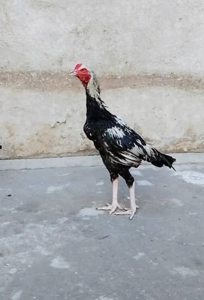 Pakistani plus Japanese