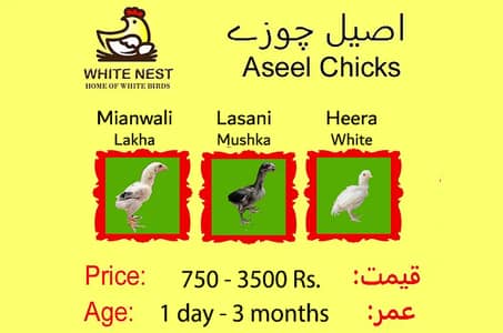 Aseel Chicks of Mianwali Lasani Lakha Jawa Mushka Heera, Fertile Eggs