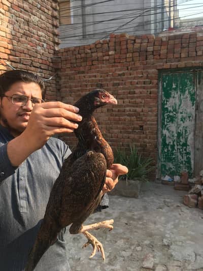 High Quality Sawa Aseel Pair