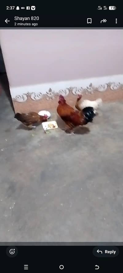 ande wale misri morgia sale Karne hen 5 piece,call is num 03132323820