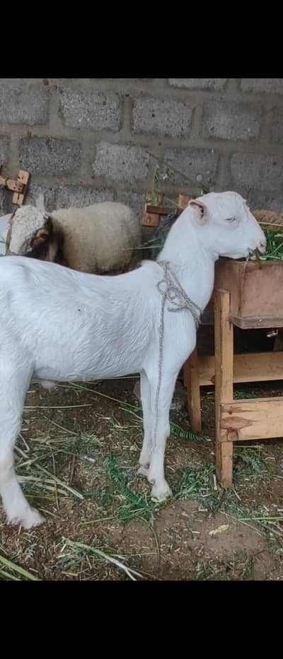 full pointed  Gulabi TeDDA