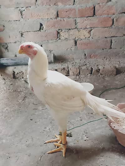 patriot beake long tail paper white