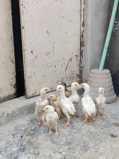 Aseel Heera and shamo cross chicks