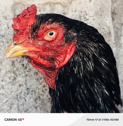 High Quality Aseel Bird Urgent sale white eyes or high breed hai