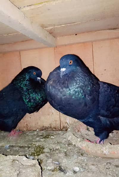 Hassein and gaditano pouters available