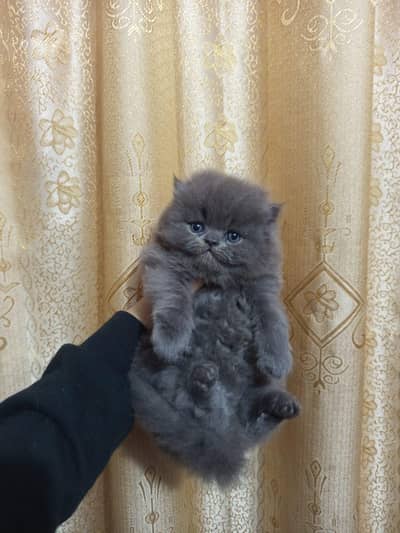 Persian kitten