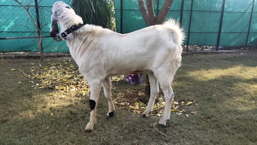Desi/ Breader Bakra For sale