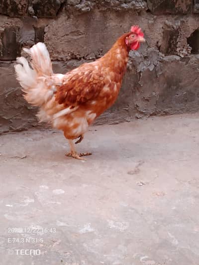 lohman brown Desi misri murgi LOHMANn