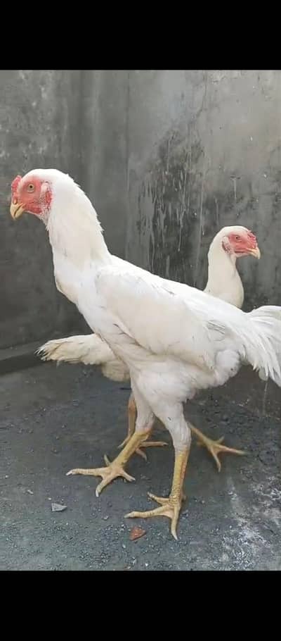 king size white oh Shamo