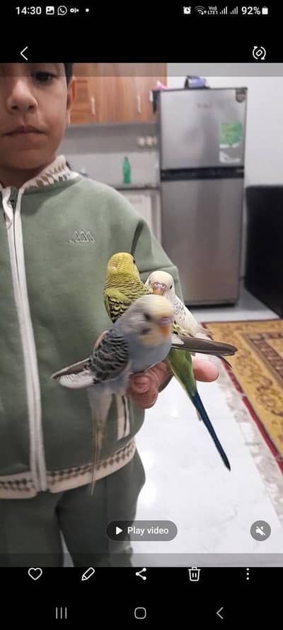 budgies and cocktails tame and semi fly tame