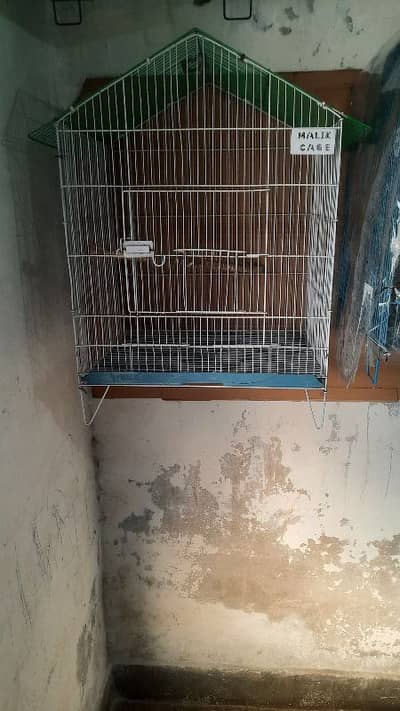 Mutation Snow white isabel Zebra finches